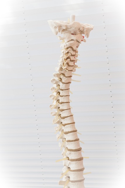 Colonna vertebrale: focus della valutazione posturale